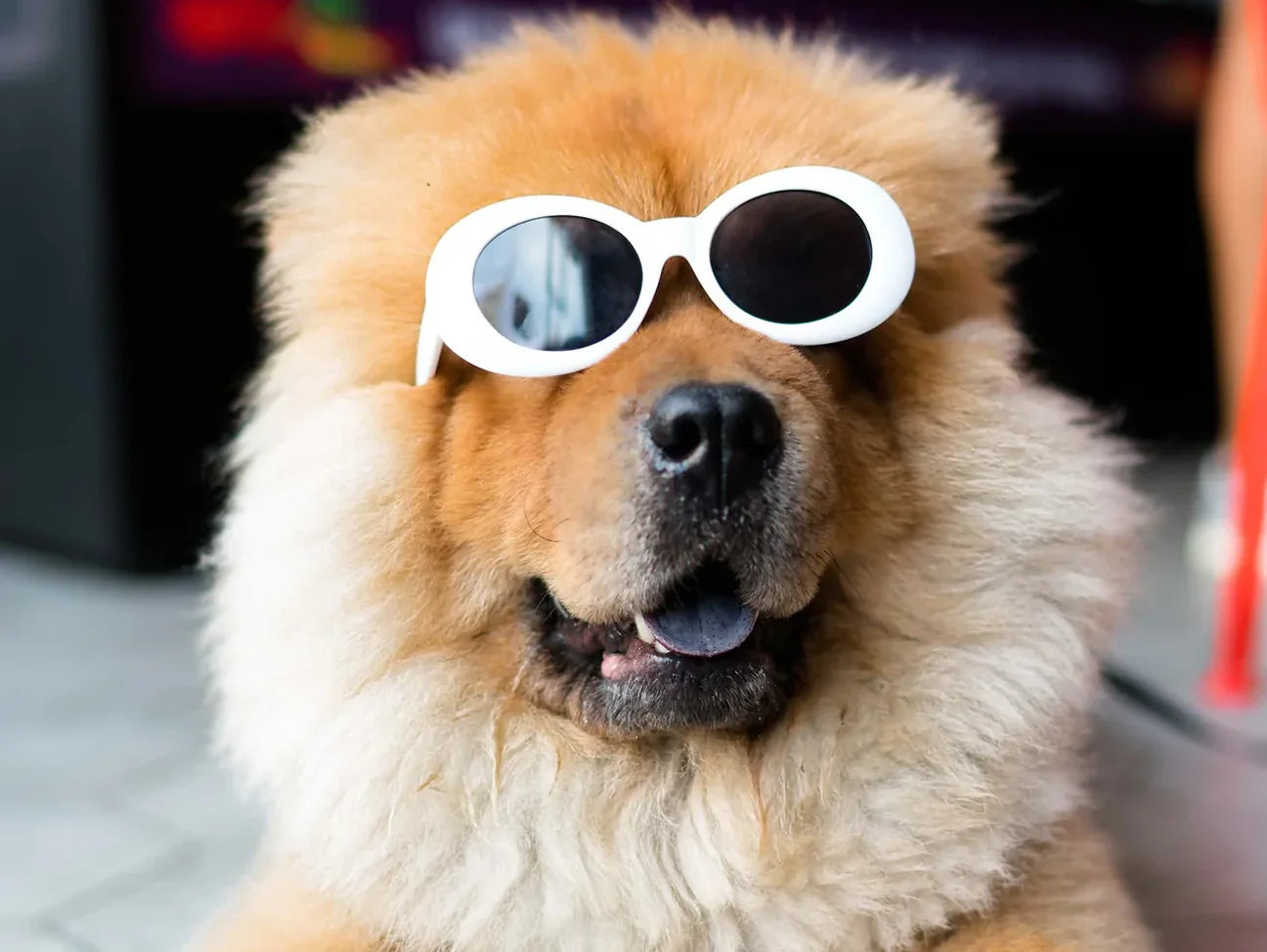 Good Pup's Guide on The Best Times To Feed Your Furry Friend