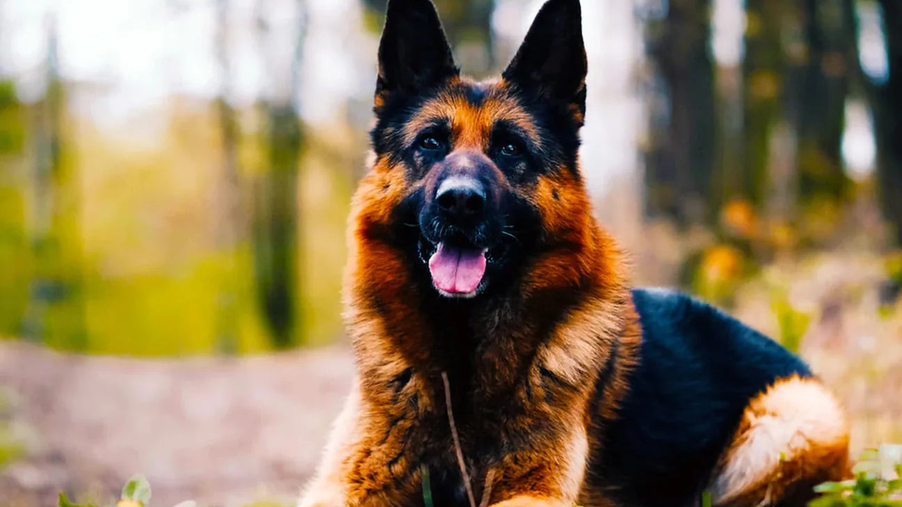 Picking The Best Food For German Shepherds
