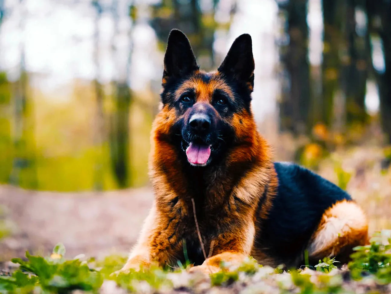 Picking The Best Food For German Shepherds