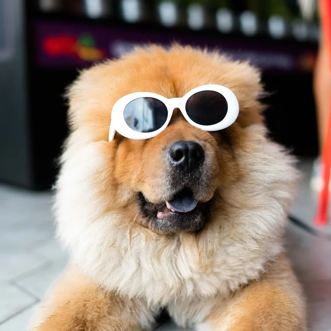 Good Pup's Guide on The Best Times To Feed Your Furry Friend