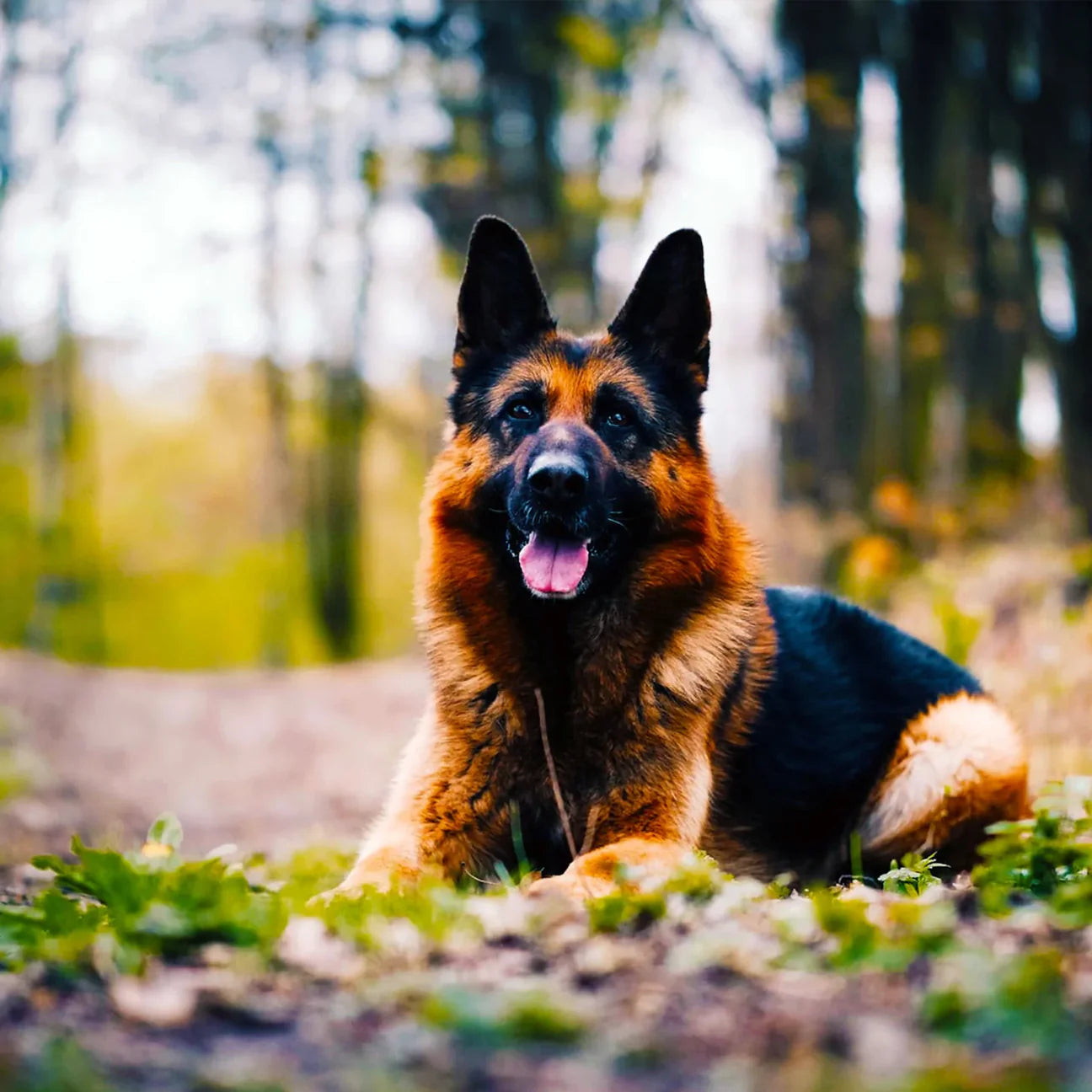 Picking The Best Food For German Shepherds